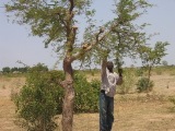 A farmer practicing FMNR